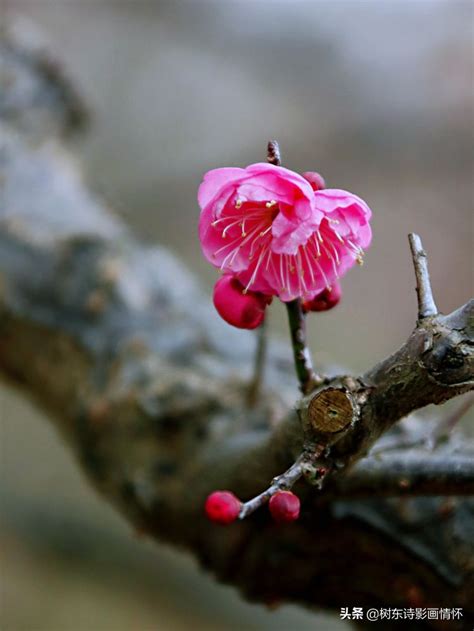 梅花寓意|梅花的花语和象征意义